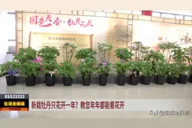 掌握牡丹养护技巧 只需一盆年年开花图片