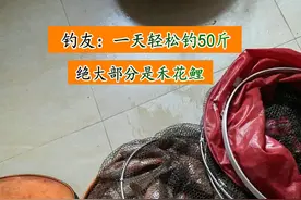 北江禾花鲤大爆发，将成生态问题？钓鱼人一天轻松钓50斤图片