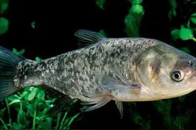 中国十种常见的食用鱼图片