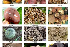 云南人吃菌子又惊动了全国，这次是因为筷子！图片
