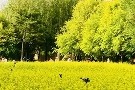 芍药花、油菜花、白鲜皮、薰衣草……6月都市圈里看花海图片