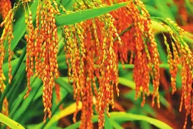 《咄咄怪事》连载 天意民心篇（149.稻雨的传说）作者/吴德珠图片