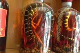 蛇酒变“毒酒”，30年蛇酒喝出生理反应，喝蛇酒真会中毒吗？图片
