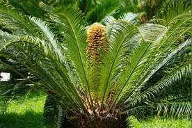 铁树应该怎样种植？图片