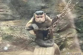 “国字脸猴”还是第一次见！目击者：看一眼就笑喷了图片