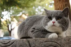 目前英短猫里面，“最受欢迎”的猫，你知道是什么猫吗？图片