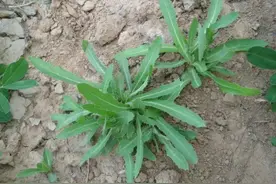 故乡的苦菜图片