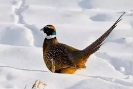 如今东北地区野鸡泛滥成灾，飞进饭锅也无人敢吃！真的不能抓吗？图片