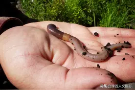 蚯蚓晒干每斤300，野生蚯蚓遭受灭绝式捕杀，新的暴利养殖来临图片