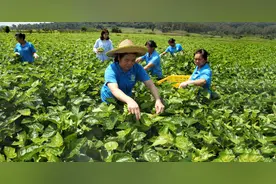 英德市浛洸镇着力探索“1+5+1”发展模式—— 城乡融合融出“新活力” 短板弱项变成“潜力板”图片