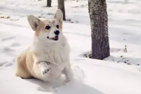 柯基的优缺点是什么？它的短腿成为它的标志，同是也是它的累赘图片