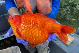 加拿大惊现数万条巨无霸金鱼，最重可达19斤，中国吃货看了也摇头图片