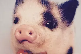 猪猪那么可爱，我们来看看那些可以当宠物的猪猪，不要吃它们吖图片