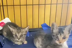 1只小猫在汽车底下叫唤，小伙看清长相后迷惑了：你爹是谁呀？图片