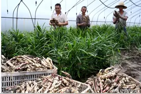生姜价格涨势强劲！6月最新价格出炉，快来看！图片