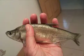 浅析路亚青梢思路图片