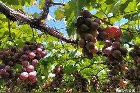 宫家村——青岛崂山西麓葡萄第一村图片