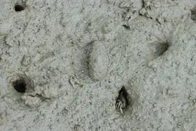 海参太贵？别急，平替来啦！手把手教你辨认“土海参”~图片