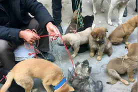 想要挑选一只“好狗”，这几招赶紧学起来图片