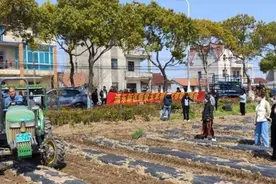 一天“插苗”20亩！这种全自动玉米苗移栽机省工省时省成本图片