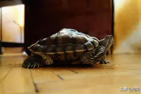 乌龟肺炎怎么喂阿莫西林图片