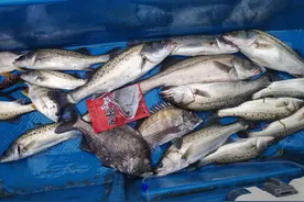 如何钓海鲈，用什么饵好，用什么钓组钓花鲈，哪里可以钓到海鲈？图片