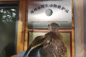 郑州市区半个月救护了17只国家二级保护动物红隼图片