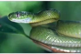 ISTP：蛇的孤僻与惊人爆破力图片