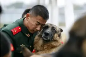 立功军犬拍戏被故意炸死，训导员哭到吐血，导演高呼：拍得太好了图片