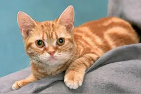 为了交配，雄性动物有多拼？猫生殖器带刺，鸭进化出螺旋形生殖器图片