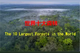 森林被誉为“地球之肺”，且景色迷人，世界十大森林你去过几个？图片