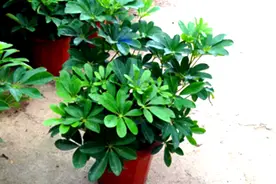 鸭掌木有什么特性，怎样栽培？图片