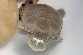 辟谣：养龟必须勤换水？别信，一直不换水都可以！图片