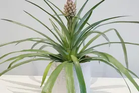 阳台盆栽种植菠萝，用“菠萝头”就行，不信你试试图片