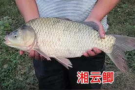 2022年新规定：95种水生物禁止放流，包括很多常见鱼类图片