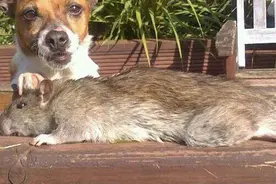 英国旅游小镇被巨型老鼠入侵，个头有半米高，是否为变异导致的图片