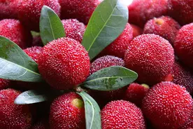 每日一中药——“杨梅”，全身都是宝，和胃消食、改善皮肤病图片