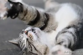 猫咪为啥用肉垫打我？图片