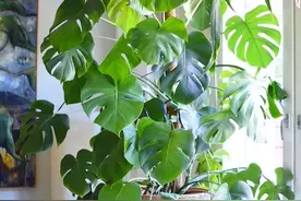 这“10种花”再美，也别养在家里，要么有毒要么有刺，对健康不利图片