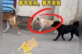 狗子为了合群，竟然装不认识主人！图片