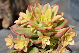 多肉艳日辉长高不可怕，长气根则是天生的，你会养它终究会美美哒图片