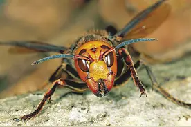 香港一渔护署职员不幸遭蜜蜂螫毙，医生教你户外被蜂螫该如何自救图片