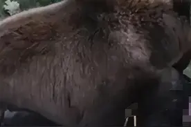 网传男子西藏自驾游被熊吃掉图片