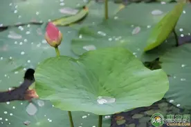 露珠并不白，为什么要叫白露？白露各地都有什么习俗？图片