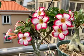 4种“爬墙花”好养又漂亮，自己会“长腿”，最后一种你不会想到图片