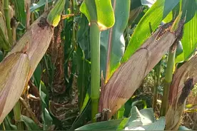 六七十年代生产队玉米亩产多少斤？图片