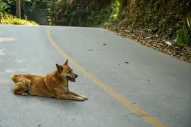 为何农村的狗可以吃剩菜剩饭，宠物狗却要吃狗粮？狗粮是智商税？图片