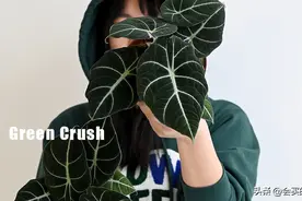 网购一个绿意盎然的家！这10个宝藏“绿植店铺”值得收藏图片