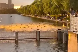 吉林鱼群跃出水面，密密麻麻犹如下饺子！网友：是地震前兆吗？图片