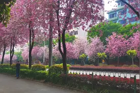 紫荆花为桂林再添靓丽风景图片